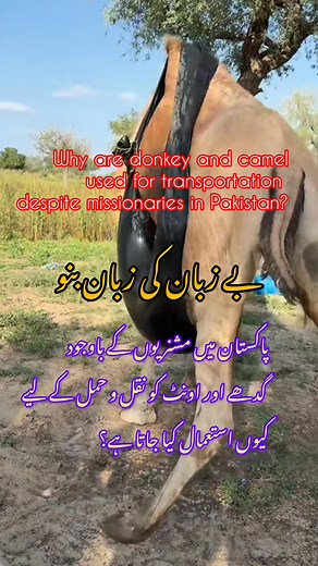 1M views · 4.4K reactions | Are you against animal cruelty?  #awarness #animals #Pakistan | Ayaz khan Animal welfare foundation | Facebook