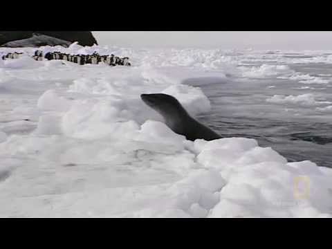 Sea lions eat penguins