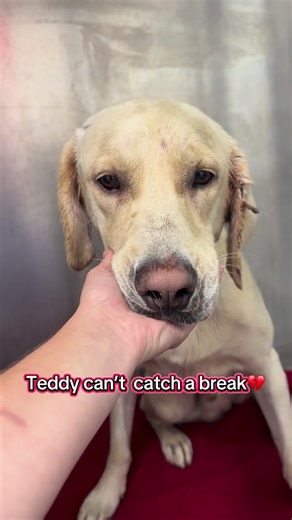 Save our Sheps rescue on Instagram: "FUNDRAISER was met!!!❤️‍🩹❤️‍🩹❤️‍🩹Teddy can’t catch a break. He went from being attacked in his kennel, to waking up a couple days later not being able to breathe or eat. We immediately rushed him to the emergency vet and lone behold he had early stages of pneumonia. We did a pcr test that will tell us what type of upper respiratory infection he has. We are hoping it is not distemper. If you can help us to continue to rally for Teddy, anything is greatly ap