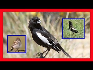 Lark Bunting Song! Lark Bunting Call! Lark Bird -Gorrión Alas Blancas Canto- Calamospiza Melanocorys