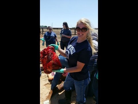 Equine Cardiovascular System