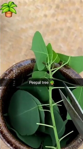 #peepaltree #tree #facts #trending #religion #plantfacts #shorts #viral #leaf #houseplants #farming
