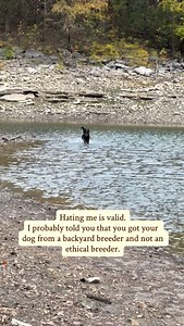 🐾 What to Look for in a Responsible Breeder 🐾 Choosing the right breeder is one of the most important decisions you’ll make when bringing a new dog into your life. A reputable breeder does far more than produce puppies — they protect the health, temperament, and future of their breed. ✅ Health & Genetics: Good breeders complete official health testing on both parents (hips, elbows, eyes, heart, etc.), share results openly, and avoid breeding dogs with known genetic or structural issues. ✅ Envi