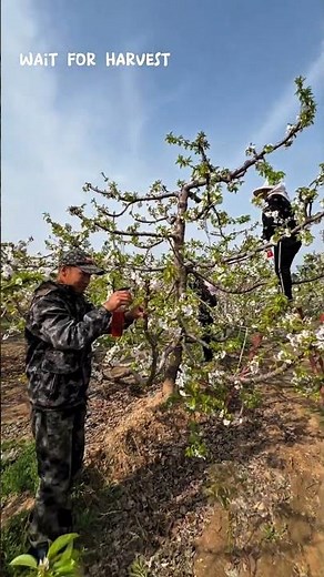 How to Manually Pollinate a Cherry Tree #pruning #satisfying #shorts #farming #cherrytree