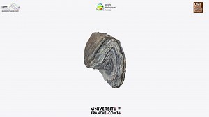 fold in blueschist facies turbidite - Download Free 3D model by Société Géologique de France (@sgfrance)