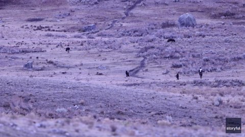 'Mortal Danger': Man Approaches Pack of Wolves in Yellowstone