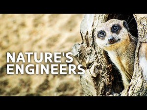 How Do Animals Build Their Homes?