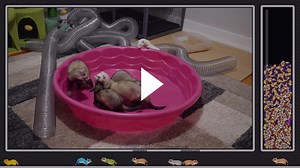 FerretSoftware - Pool party!