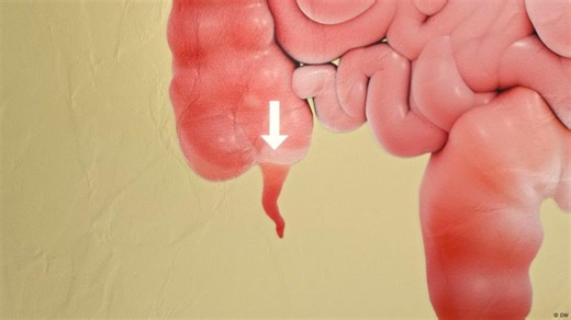 The appendix: Useless organ or gut health hero?