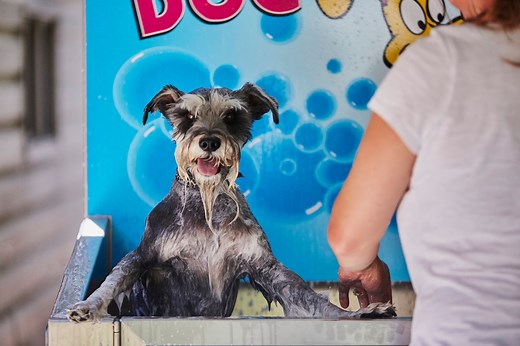 Using The K9000 - TruBlu K9000 Dog Wash