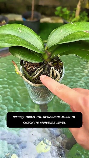 🌸 After Orchid Bloom Care Hack: How to Trigger a Second Bloom FAST! 🌿✨