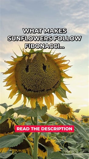 Fibonacci Sequence In Sunflowers #Shorts