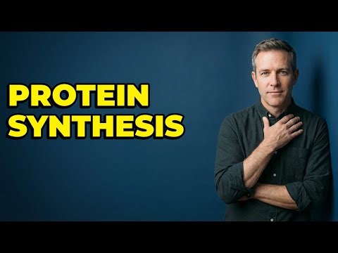 How Do Ribosomes Synthesize Proteins?
