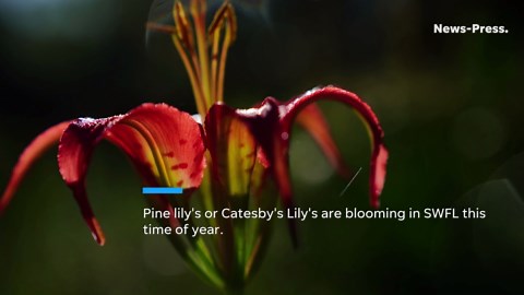 Pine lily's or Catesby's lily's are blooming in Southwest Florida this time of year