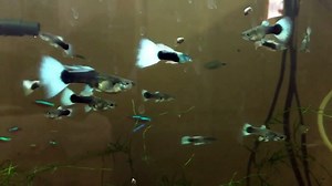 Guppy pregnancy stages explained