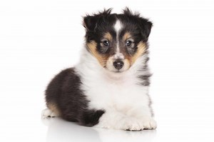 Shetland Sheepdog Puppies for Sale - Infinity Pups
