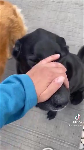 A cute rapping dog =]] . Cre video by @urbancanine