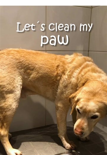 My paw journey continues. This video is from last week when we cleans my paws after every walk🥲 #labradorretriever #labrador #jaktlabrador #hund #dog #talesofalab #dogsofinstagram #paw