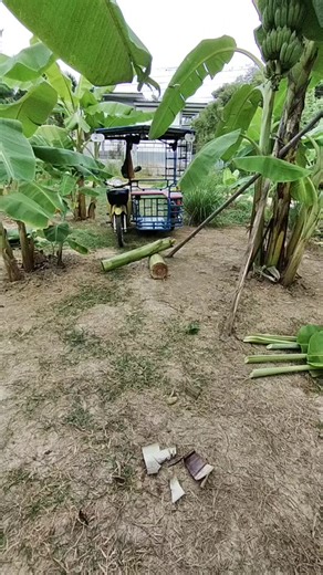 #ตัดต้นกล้วยทำกระทง #ผลิตดีจร้า | Anusuk Alc Suwannarin