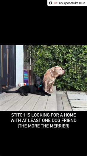 4.5K views · 161 reactions | Good Morning, Stitch! 9-10 mo old #schipperke mix is looking for patient human with a dog friend(s) at home. Adoption applications are available on our website. Happy Sunday! #stitch濾foster @princeschwartzandthegrannies | A Purposeful Rescue | Facebook