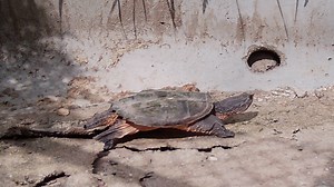 'Turtle tunnels' help provide safe passage for small wildlife in Dakota County