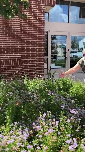 Queen butterflies are abundant this time of year in Texas. They especially are attracted to Gregg's mistflowers. Find seeds here: https://amzn.to/4gGtEXb | Butterfly Lady