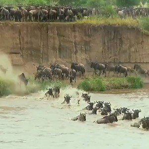 138K views · 1.2K reactions | The Great Wildebeest Migration in Kenya  ................................................................. Source: HerdTracker | Africa.com | Facebook