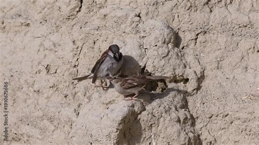 A male and female house sparrow (Passer domesticus) standing side by side and mating on a dirt slope. The social interaction and reproductive behavior of birds in their natural environment.