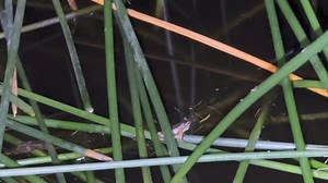 2.4K views · 143 reactions | Tonight we attended the Frog Census at Currawong Bush Park with Dave De Angelis and Melbourne Water! We met and heard some Gorgeous Yelling Friends! There are 4 different species calling here - Southern Brown Tree Frog, Whistling Tree Frog, Common Eastern Froglet, Spotted Marsh Frog! | Stickyfrogs | Facebook