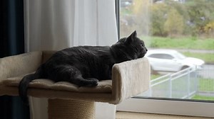 Domestic cat looking out the window. Adult fat gray cat resting on cat tree bed near apartment window.