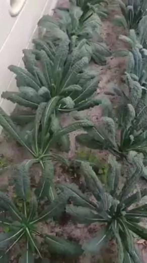 2.4K views · 141 reactions | Super Food Alert: The Mighty Dinosaur Kale #healthyeating #medicine #garden #kale #gardening #veggies #homegrown | The Weeds and Seeds Guy | Facebook