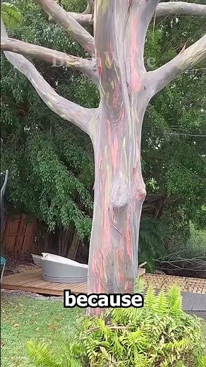 Nature Made a Real Rainbow Tree #facts #animalintelligence #sciencefacts