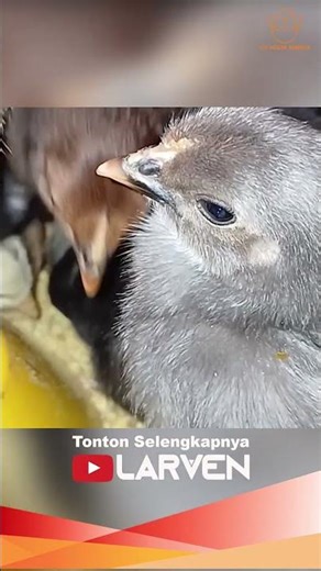 REASONS WHY CHICKEN FARMERS MUST use a brooding system for their chicks