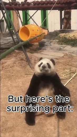The Truth About Pandas 🐼 They're Actually Bears!