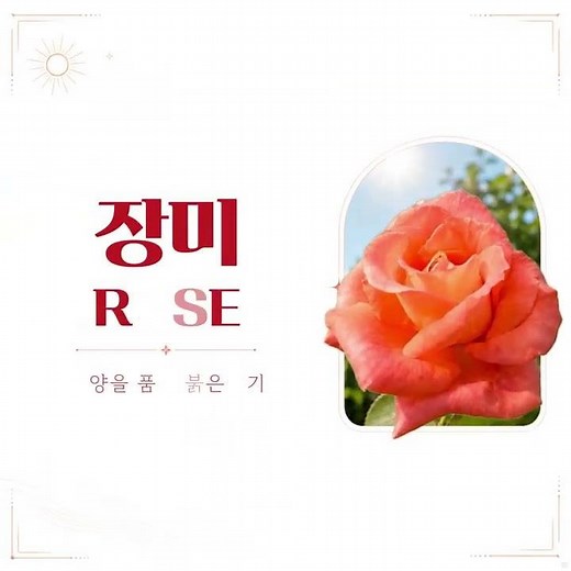 다양한 꽃은 바로 여기! 충북농원