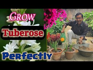 Grow Tuberose Perfectly in a Nursery Method // How to grow Tuberose