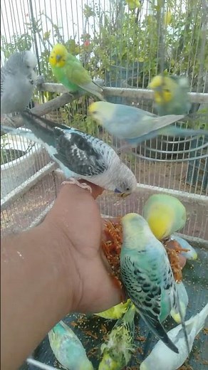 Budgie Colors So Perfect It Feels Unreal 💙✨