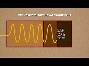 3. Turning Maple Sap Into Maple Syrup