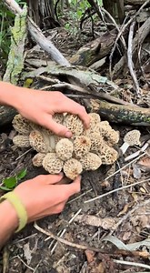 Morchella, the true morels, is a genus of edible sac fungi closely related to anatomically simpler cup fungi in the order Pezizales (division Ascomycota). These distinctive fungi have a honeycomb appearance due to the network of ridges with pits composing their caps. Morels are prized by gourmet cooks, particularly in Catalan and French cuisine, but can be toxic if consumed raw or undercooked. Due to difficulties in cultivation, commercial harvesting of wild morels has become a multimillion-doll