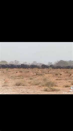 A herd of elephants in Western province Zambia going to the Zambezi river to drink water. #tztpost | The Zambian Times