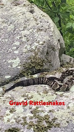 Gravid Timber Rattlesnakes ‪@dayhikingandherpingdudes‬