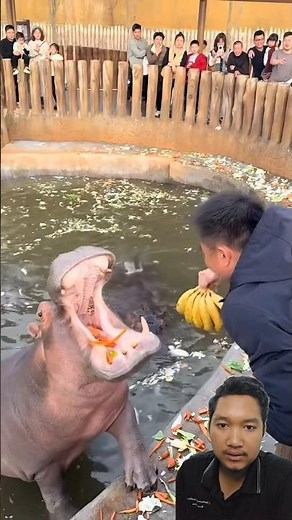 Hungry Hippo Eats a Whole Bunch of Bananas! 🍌🦛 #hippo #feedingtime #zoo #nature #shortsvideo
