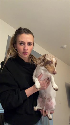 ummmm???? #dachshund #dog #doxie #dogmom | dogs