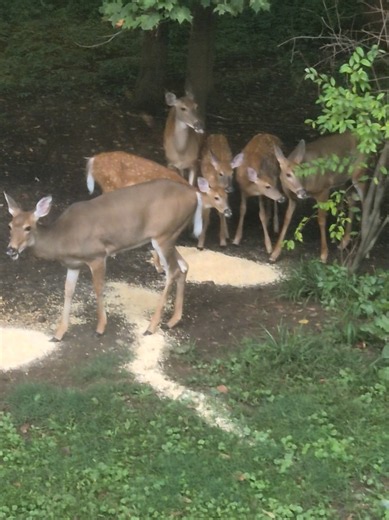 Three Baby Deer Feeding the Forest: Cute Fawn Moments