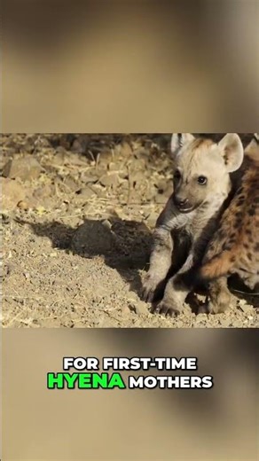 Hyena Birth: Brutal Competition and Matriarchal Dominance #shorts