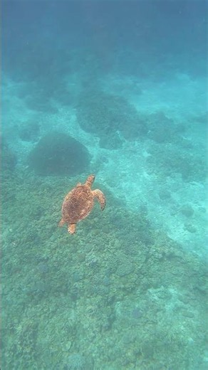 アオウミガメ中層を泳ぐ慶良間諸島国立公園