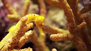 3.3K views · 124 reactions | From frogs to seahorses to scorpions, how our in-house genomics lab helps scientists peer inside evolution, "unlocking" DNA in ways that can affect everything from human health to conservation. | California Academy of Sciences | Facebook