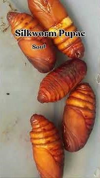 Top 10 Edible Bugs Eaten Around the World