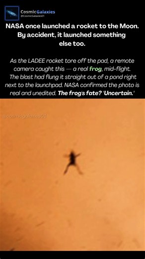 The frog that photobombed a NASA Moon launch 🐸🚀
