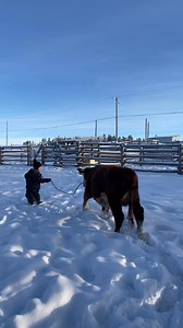 Halter-breaking day — and what a beautiful lesson in determination. Teaching a calf to lead with a halter takes patience, persistence, and a whole lot of small, steady practices: the willingness to try again when it doesn’t go right. After weeks of showing up, those calves become show-ready — proof that persistence pays. What’s something you stuck with until it paid off? | Ogilvie Stock Ranch